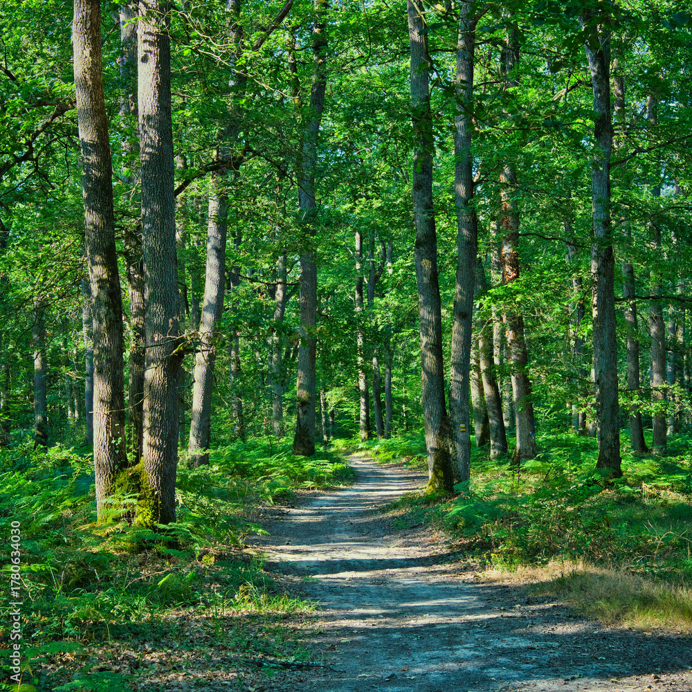 Fototapeta premium A path through a forest with trees on either side