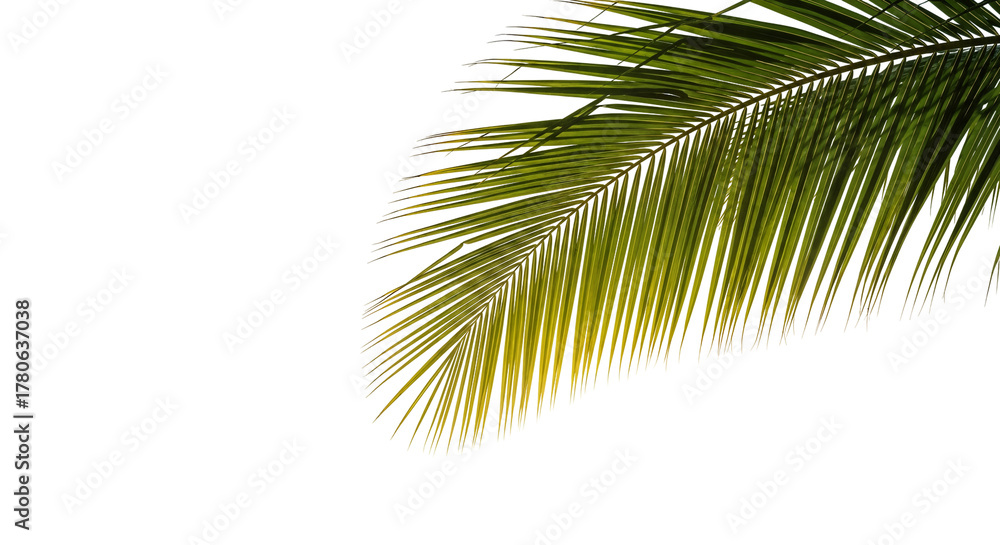 Fototapeta premium coconut palm leaf isolated for object and retouch design.