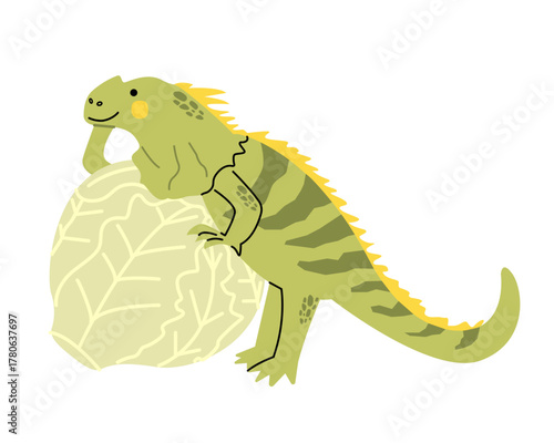 Green iguana lizard  with Iceberg lettuce. Isolated vector illustration. Flat cartoon style. Learning english 