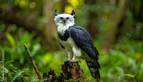 Majestic harpy eagle perches atop a mossy stump, its white chest contrasting against its dark, patterned wings