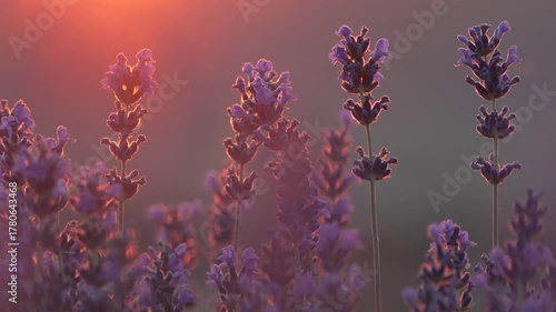 Lavender flowers sunset, beautiful purple field swaying gently at golden hour, peaceful nature scene