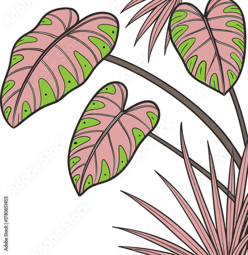 philodendron pink princess corms 