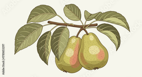 Pair of pears hanging from a branch with green leaves still attached