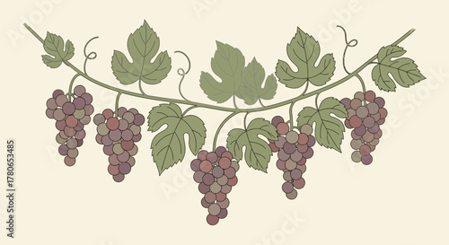 Stylized illustration of a grape vine with bunches of purple grapes and leaves