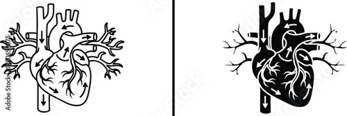 Detailed Human Heart Anatomy Illustration – Medical Vector