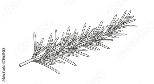 Elegant rosemary branch line art illustration for culinary design projects