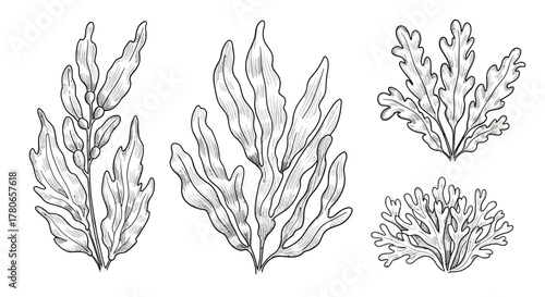 Hand Drawn Collection of Seaweed Illustrations on an Isolated Background