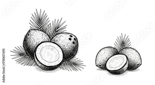 Hand drawn tropical coconut with foliage arrangement black and white image