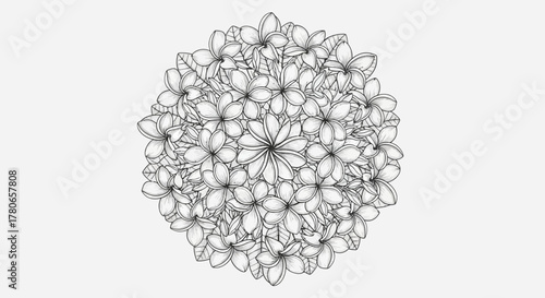 Hand-Drawn Plumeria Flowers in Circular Arrangement with Detailed Lines