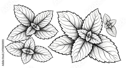 Intricate hand drawn mint leaves botanical illustration in monochrome