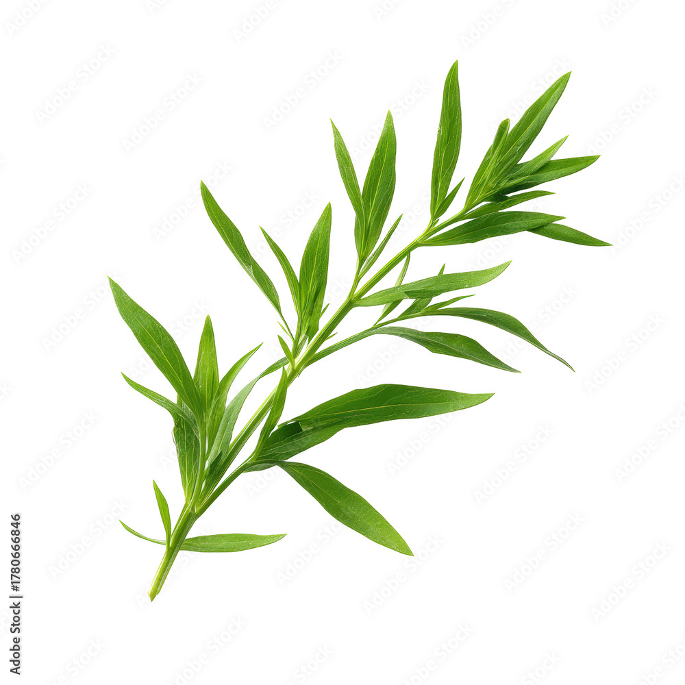 Fototapeta premium A sprig of fresh tarragon herb with green leaves isolated on transparent background