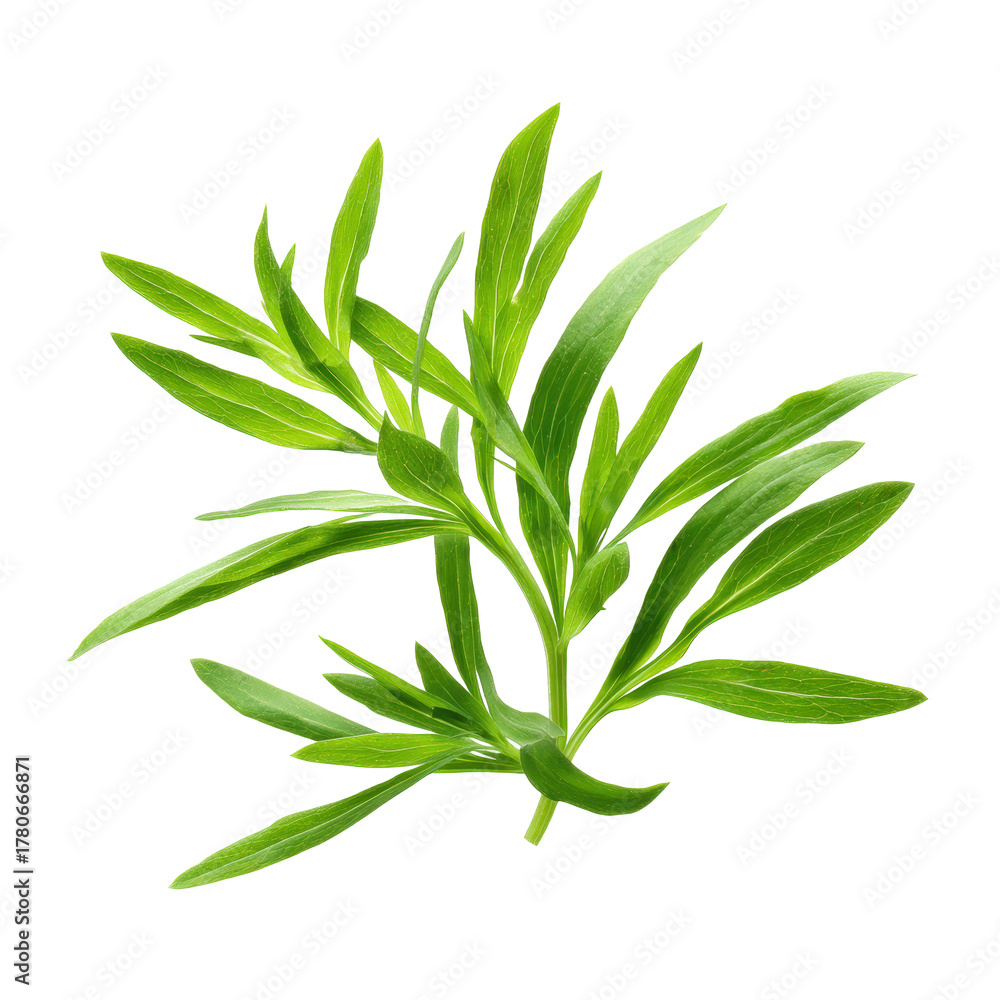 Fototapeta premium A sprig of fresh tarragon herb with green leaves isolated on transparent background