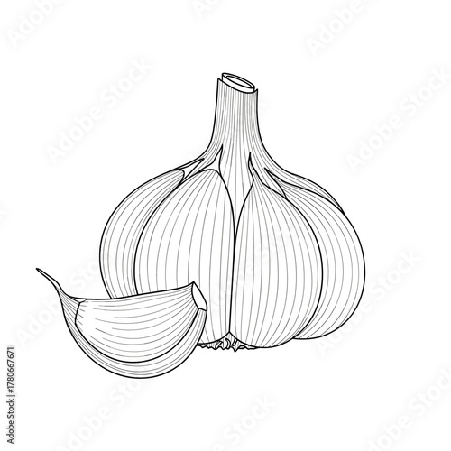 Garlic bulb and clove in line art style on white background  