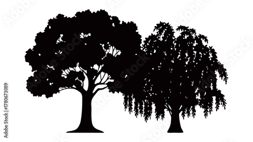 Silhouette of Two Trees: A striking silhouette showcases the contrasting forms of two majestic trees, their branches reaching skyward in a silent display of nature's beauty and strength.