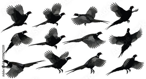 A collection of black silhouettes depicting pheasants in flight poses