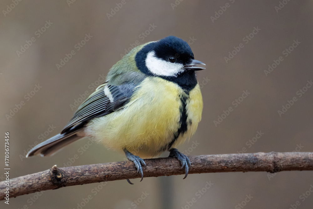 Naklejka premium blue tit on branch