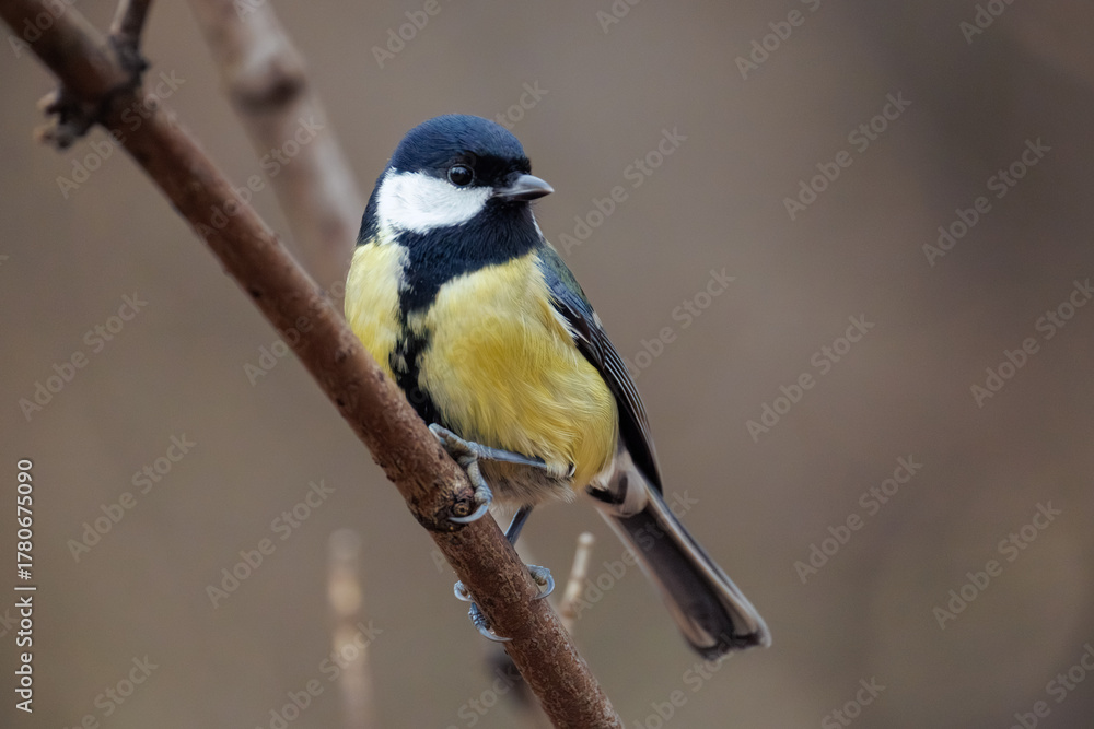 Obraz premium great tit parus major