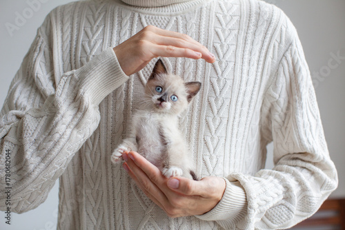 Little cut kitten on hand. Cute gray cat with blue eyes looking at camera