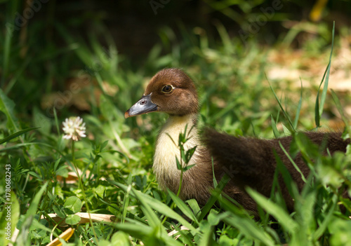 Schilderij op canvas Chick of Muscovy duck (Cairina moschata).