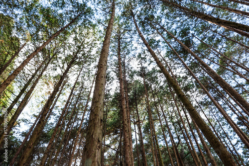 In the forest, trees swaying gently in the breeze