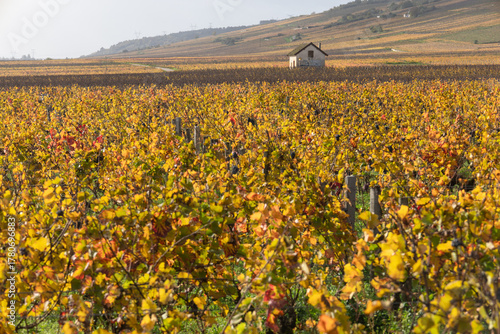 vignoble français en automne, rangs de vignes, grands crus de Bourgogne, ceps de vignes aux couleurs automnales en Côte d'Or autour du village de Vougeot et du château du Clos Vougeot