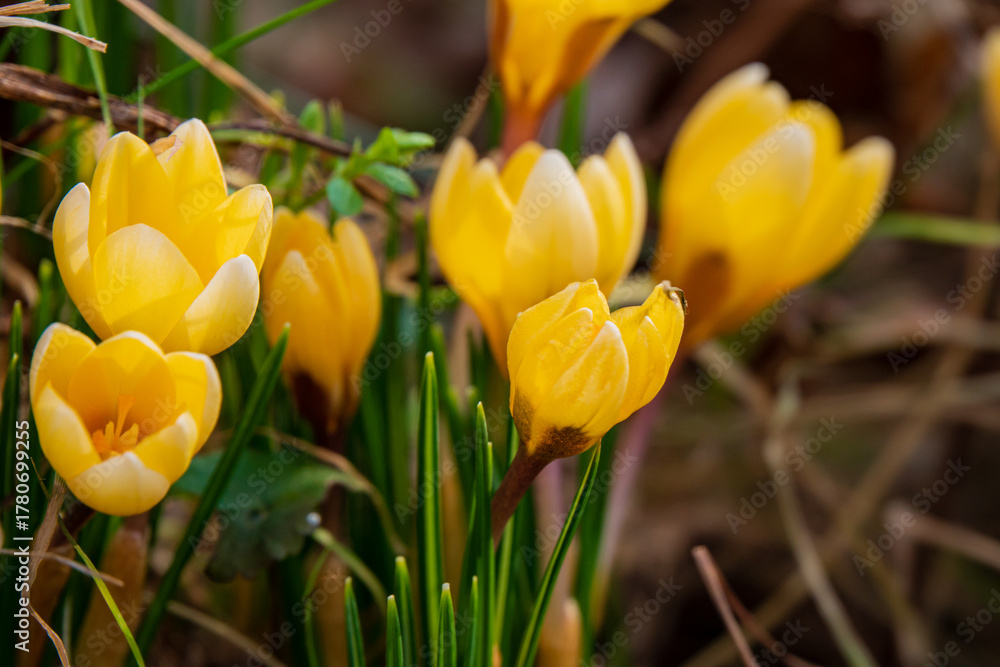Obraz premium Yellow crocuses bloom amidst fresh green grass, signaling the arrival of spring's warmth and beauty