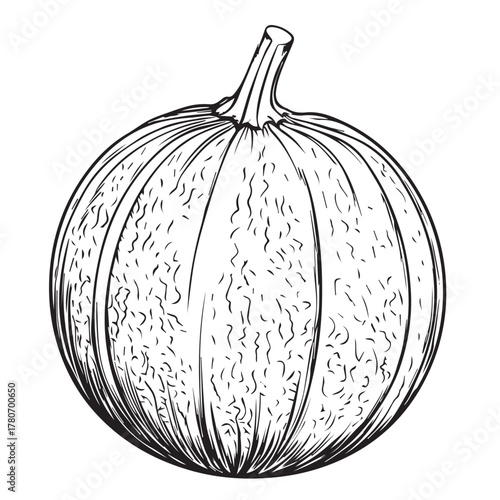 hand drawn melon vector illustration
