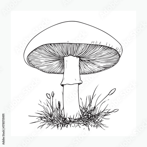 vector illustration of mushroom