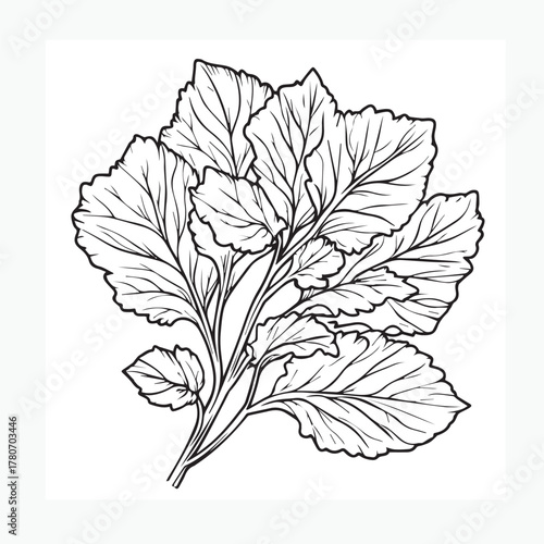 green mustard greens vector illustration