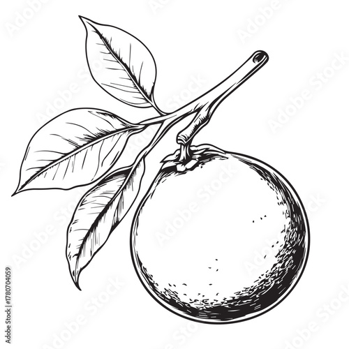 vector illustration of an orange