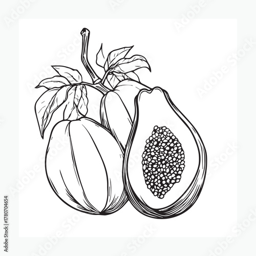 vector illustration of a papaya