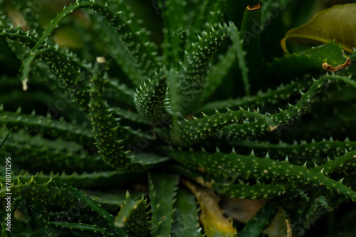 Wallpaper Mural close up of green leaves, aloe vera. Aloe vera is a very useful herbal medicine for skin care and hair care Torontodigital.ca