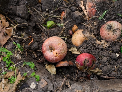 Ripe rotting apples lying on the soil outdoors.