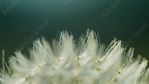 Extreme close-up of a delicate dandelion seed head with feathery white seeds gently detaching and rising against a teal-blue bokeh background, softly lit. Ephemeral beauty of nature