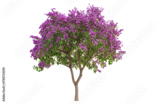 Bauhinia Purpurea Tree with Pink Flowers Isolated on Transparent Background. Purple Orchid Tree Blooming Bauhinia Purpurea Isolated PNG.