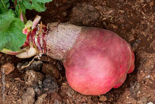 Close-up of a fresh organic beetroot growing in fertile garden soil. Homegrown root vegetable cultivated in a backyard garden, ideal for healthy food, organic farming, gardening, agriculture, and sust