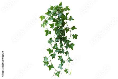 Climbing Creeper Ivy Plant Isolated on Transparent Background. Climbing Ivy Vine Plant Isolated PNG.