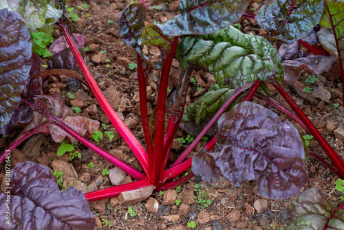 Swiss Chard vegetable in red color growing in a green house. 