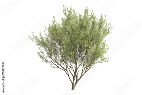 Salix Caprea Tree Isolated on Transparent Background. Isolated Salix Caprea Willow Tree.