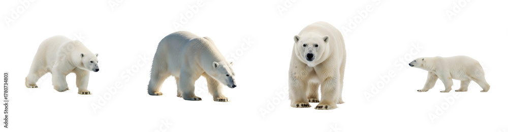 Fototapeta premium Four polar bears stand and walk across icy terrain isolated on black arctic bear