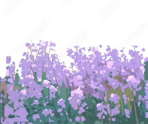lavender flowers isolated on white background