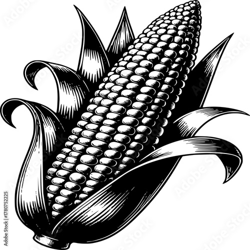 Corn: A classic illustration, showcasing a detailed rendering of a fresh, ripe ear of corn with its husk and kernels. Perfect for showcasing the beauty of agriculture and food culture.