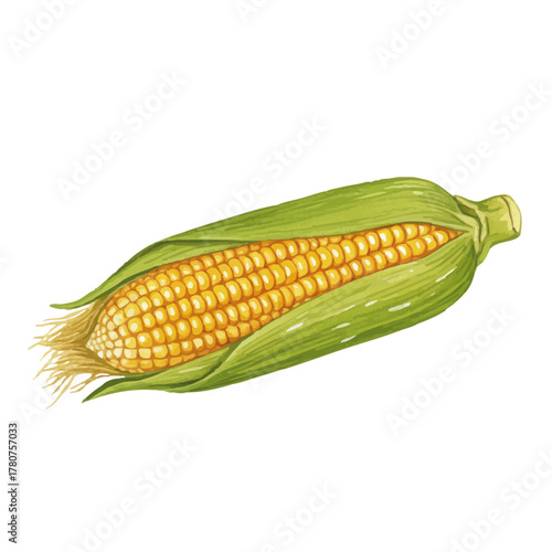 Vector watercolor vegetable / 水彩テイストのとうもろこしイラスト