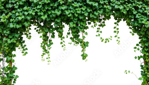 Green ivy plant foliage with climbing vines for naturalistic decoration and design needs