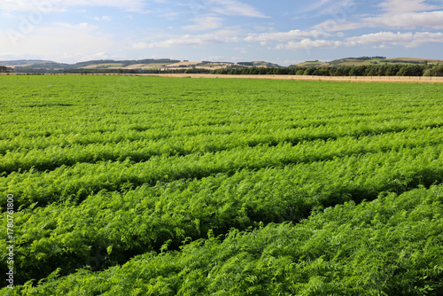 Carrots growing on a field in Scotland, UK