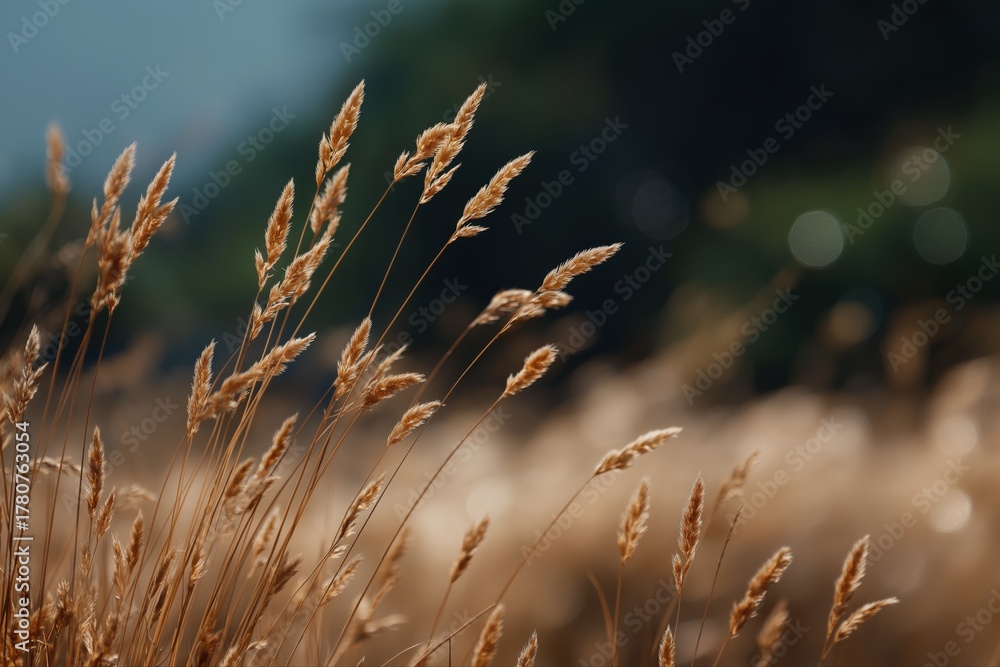 Fototapeta premium Golden wheat field swaying in breeze under clear blue sky