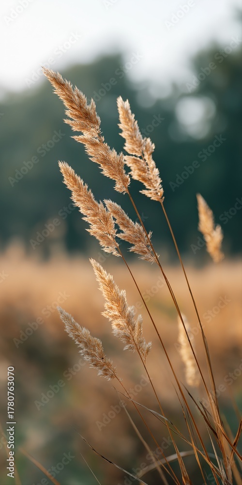 Fototapeta premium Golden wheat stalks in sunlit field with blurred green background