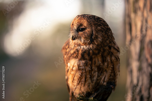Close up of Tawny owl (Strix aluco) watching by dark deep big eyes and sitting on dry branch next tree trunk low under crown. Wildlife tranquil bird portrait in natural habitat background during dusk