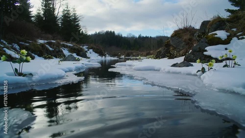 The camera tracks along a stream partially frozen, pale green hellebore flowers blooming between the snow, gentle wind rippling through the icy water.