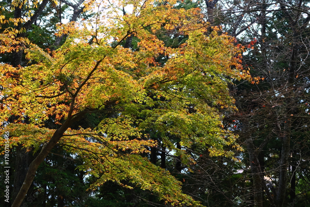 Fototapeta premium 燃える秋